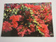 CP CARTE POSTALE FLEURS Des ANTILLES Le BOUGAINVILLIER - Ecrite - Fleurs