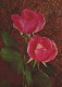 FLOWERS Vintage Ansichtskarte Postkarte CPSM #PAS101.DE - Fleurs