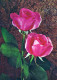FLOWERS Vintage Ansichtskarte Postkarte CPSM #PAS101.DE - Blumen
