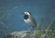 VOGEL Tier Vintage Ansichtskarte Postkarte CPSM #PAN119.DE - Vögel