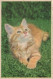 KATZE MIEZEKATZE Tier Vintage Ansichtskarte Postkarte CPA #PKE744.DE - Chats