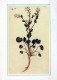 FLOWERS Vintage Ansichtskarte Postkarte CPSM #PBZ992.DE - Blumen