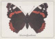 SCHMETTERLINGE Tier Vintage Ansichtskarte Postkarte CPSM #PBS415.DE - Butterflies