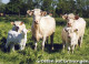 KUH Tier Vintage Ansichtskarte Postkarte CPSM #PBS940.DE - Cows