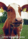 KUH Tier Vintage Ansichtskarte Postkarte CPSM #PBR813.DE - Vaches