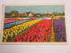 CP CARTE POSTALE PAYS-BAS CHAMPS De TULIPËS - Ecrite - Other & Unclassified