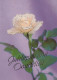 FLORES Vintage Tarjeta Postal CPSM #PBZ566.ES - Flowers