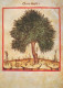 ÁRBOLES Vintage Tarjeta Postal CPSM #PBZ990.ES - Bäume