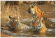 TIGRE Animales Vintage Tarjeta Postal CPSM #PBS035.ES - Tigers