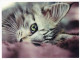 GATO GATITO Animales Vintage Tarjeta Postal CPSM #PBQ718.ES - Cats