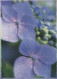 FLOWERS Vintage Postcard CPSM #PAS518.GB - Blumen