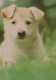 DOG Animals Vintage Postcard CPSM #PAN619.GB - Hunde