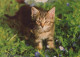 CAT KITTY Animals Vintage Postcard CPSM #PAM364.GB - Chats
