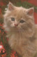 CAT KITTY Animals Vintage Postcard CPSM #PAM178.GB - Katzen