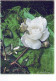 FLEURS Vintage Carte Postale CPSM #PBZ567.FR - Blumen