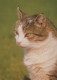 GATTO KITTY Animale Vintage Cartolina CPSM #PAM556.IT - Cats
