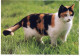 GATTO KITTY Animale Vintage Cartolina CPSM #PAM368.IT - Katzen