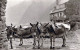 DONKEY Animals Vintage Antique Old CPA Postcard #PAA061.GB - Anes