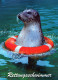 SEAL Animals Vintage Postcard CPSM #PBS656.GB - Autres & Non Classés