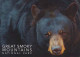 BEAR Animals Vintage Postcard CPSM #PBS099.GB - Ours
