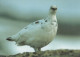 BIRD Animals Vintage Postcard CPSM #PBR555.GB - Vögel
