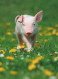 MAIALE Animale Vintage Cartolina CPSM #PBR752.IT - Schweine