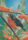UCCELLO Animale Vintage Cartolina CPSM #PBR437.IT - Birds