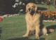 CANE Animale Vintage Cartolina CPSM #PBQ383.IT - Dogs