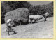 Recherche De L'équilibre Dans La Prairie De Montagne (Elizabeth ARRIUS-PARDIES N° C 18) Images D'un Temps Qui Passe - Bauern