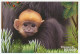 Postal Stationery Netherlands 2000 Langur - Zoo Rotterdam - Other & Unclassified