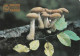 Armillaria,  Mushrooma, USSR, 1991 100 X 70 Mm - Grossformat : 1991-00
