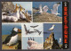 116562/ Oiseaux De Mer De Bretagne, Fou De Bassan, Goélands Argentés, Macareux Et Cormorans - Vögel