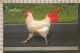 116580GF/ Poule - Birds