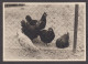 089735/ Poules, Photo-carte - Vogels