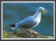089752/ Goéland Argenté, Herring-gull, Silbermöwe - Birds