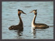 089745/ Grèbes Huppés - Birds