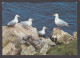 089750/ Goélands Argentés - Birds