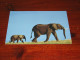 75691-       OLIFANTEN / ELEPHANTS, DIEREN / ANIMALS / TIERE / ANIMAUX / ANIMALES - Elephants