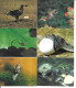 DQ19 - SERIE COMPLETE CARTES SANITARIUM - AMAZING ANIMALS - ANIMAUX SURPRENANTS - Andere & Zonder Classificatie