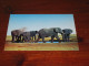 75696-       OLIFANTEN / ELEPHANTS, DIEREN / ANIMALS / TIERE / ANIMAUX / ANIMALES - Elephants