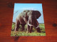 75699-       OLIFANTEN / ELEPHANTS, DIEREN / ANIMALS / TIERE / ANIMAUX / ANIMALES - Elefanten