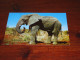 75700-       OLIFANTEN / ELEPHANTS, DIEREN / ANIMALS / TIERE / ANIMAUX / ANIMALES - Elefanten