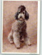 39867209 - Sign. Meyer Eberhard Kurt Verlag Hanfstaengl Nr.630 - Dogs