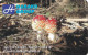 Amanita Muscaria, Mushrooms, Czech Rep., 2015, 85 X 55 Mm - Formato Piccolo : 2001-...