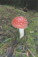 Amanita Muscaria, Mushrooms, Czech Rep., 2018, 65 X 95 Mm - Petit Format : 2001-...