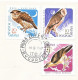 PASARI DE PRADA - BUCUREST 10 III 1967 - Eagles & Birds Of Prey