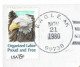 BALD EAGLE (Immature) NOV 21-1980 - Arends & Roofvogels