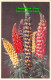 R450839 Lupin. Valentine. Flower Series. No. 12. 1955 - World