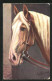 AK Schönes Pferd An Der Pferdebox Stehend  - Pferde