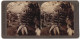 Stereo-Fotografie Underwood & Underwood, New York, Ansicht Hawaii, Bananen-Plantage  - Stereoscopic